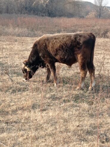Коровы, быки: Продаю | Бык (самец) | Швицкая | Для разведения, На откорм | Осеменитель — 11