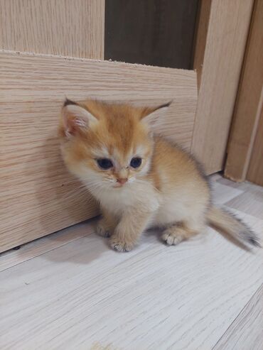 Pişiklər: Qızıl şinşilla, Erkək, Dişi, Yaxşı əllərə, Ünvandan götürmə -da lalafo.az — 18 Pişiklər: Qızıl şinşilla, Erkək, Dişi, Yaxşı əllərə, Ünvandan götürmə — 18