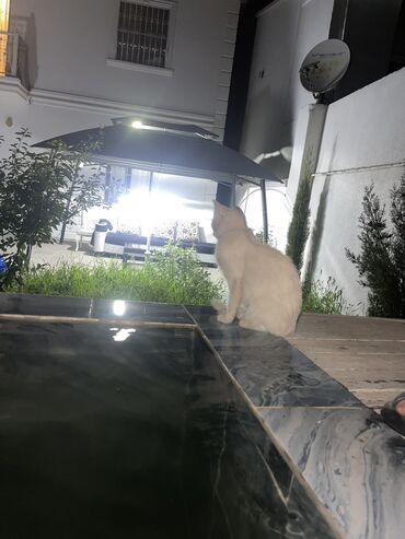 Bağ, çöl oturacaqları: İşlənmiş, Sadə stul, Azərbaycan
