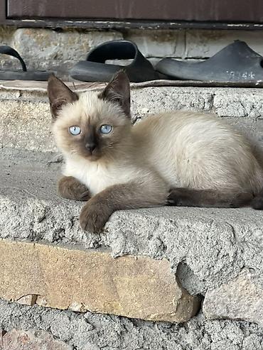 голубы: Котёнок с окраcом типа колор-пойнт (светлое тело, тёмные ушки — 1