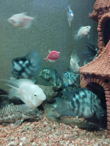 аквариумные рыбы: Продаю взрослых, готовых к размножению голубых панд или,сапфировый