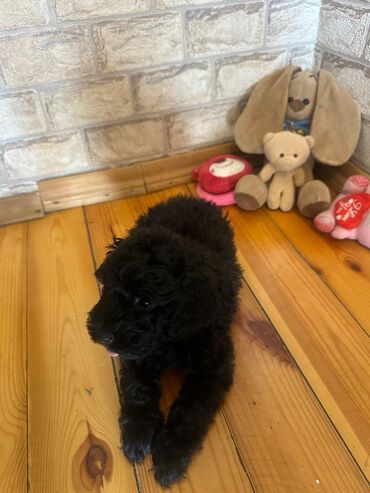 İtlər: Şekilleri götürmeyin - Cins: Toy Pudel (mini) - Rəng: qara, ve — 3