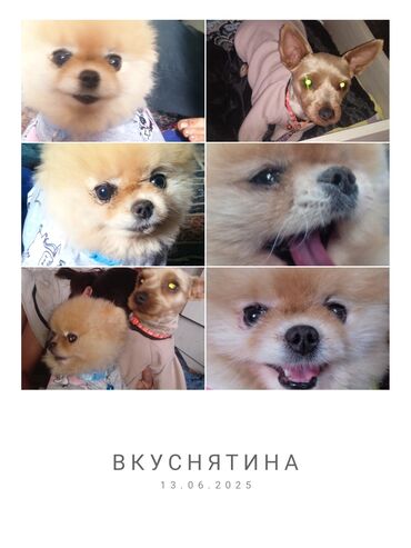 продажа щенков немецкой овчарки в бишкеке с документами: Шпиц, Более 5 лет, Самка, С прививкой, С родословной