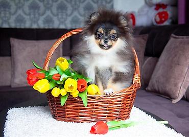 Продажа собак: Шпиц, 5 месяцев, Самец, С прививкой — 3