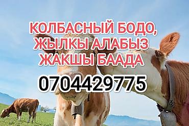 токмок коровы: Колбасный цех, Частное лицо : Коровы, быки, Лошади, кони, | Круглосуточно, На откорм, Любое состояние — 1