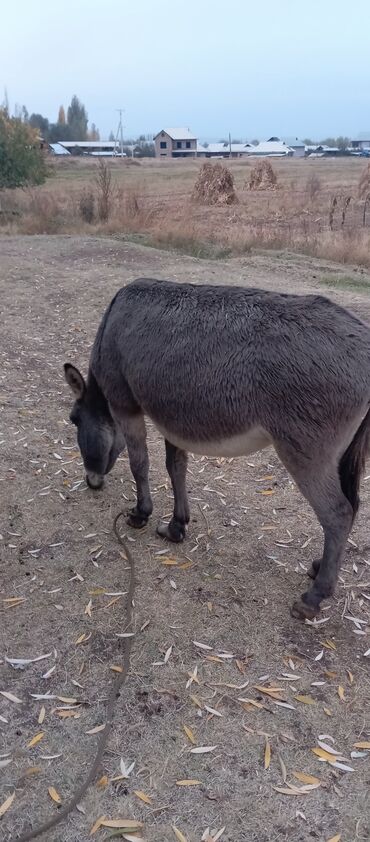 купить домик для кошки недорого: Чоон эшек сатылат баасы 5000 сом