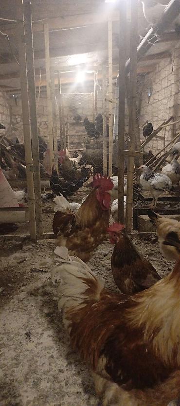 alman afçarkasi: Orjinal ətlik və ildə 300+ yumurta verən lohmanbrovn alman toyuq cinsi — 1