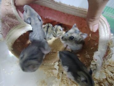 Gəmiricilər: Salam aleykum Cırtdan hamsterlər - Növ: cırtdan (Djungarian) hamster — 7