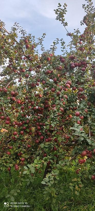 ev gulleri ve adları: 🍎 Satılır Bağ – Qızıləhməddi Alma Bağı🍎 Əla fürsət! Məhsuldar və — 9
