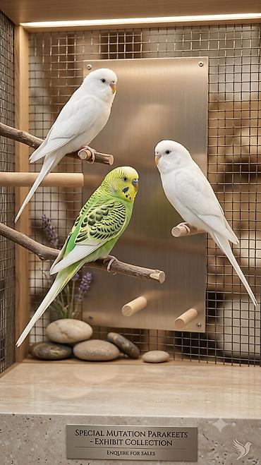 австролорп чёрный: Волнистые попугаи «Special Mutation Parakeets» — коллекция выставочных — 1