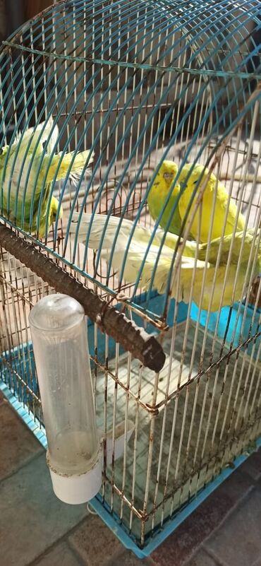 Tutuquşları: Salam vıstıfka ilə çexin qarışığı cütü 50 azn — 5