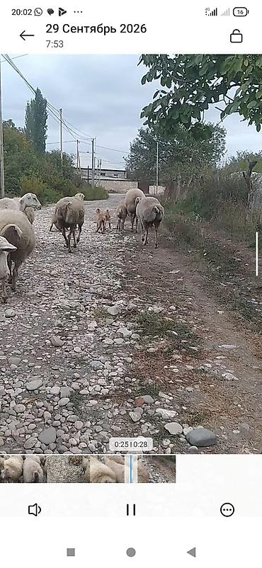 afkalka iti kim satır: 14 qoyun bir qoç səkkiz bala.ümumi olaraq 23 dənə.boğaz olanlarda var — 5