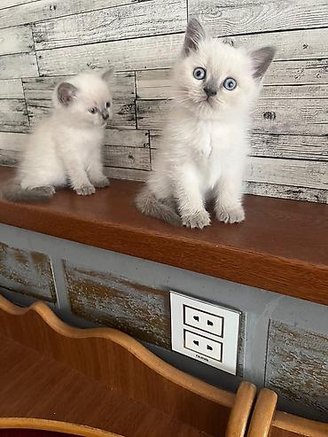 şotlanski pişik: 🐾 Şotland cinsli sevimli pişik balaları satılır! 🐾 Yeni doğulmuş, çox — 5