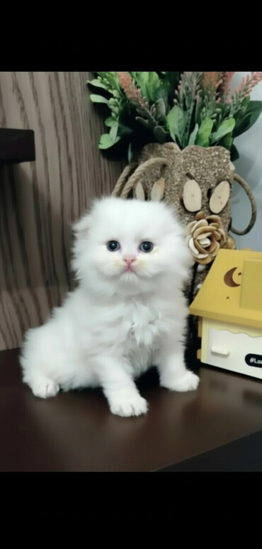 Pişiklər: Şinşilla, Dişi -da lalafo.az — 1 Pişiklər: Şinşilla, Dişi — 1