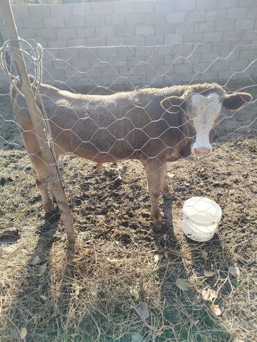 продаю музоо торпок корова самка бык самец айрширская ангус алатауская на забой для разведения на откорм племенные нетель привязанные: Сатам | Бука (эркек) | Швиц | Бордоп семиртүү үчүн