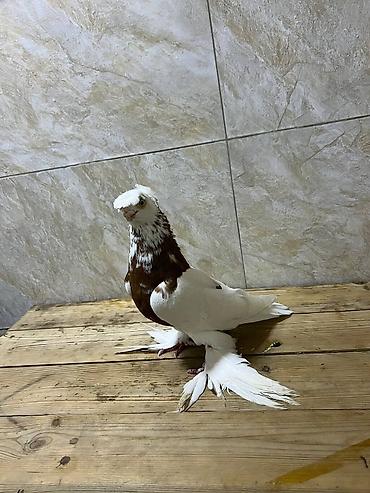 жердочка для волнистого попугая: Продою молодока самца капкан самец молодой ишо леняет ноги растут — 2