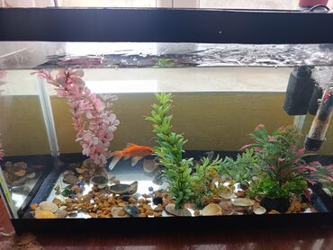 Akvariumlar: Təcili satılır köclə -da lalafo.az — 12 Akvariumlar: Təcili satılır köclə — 12