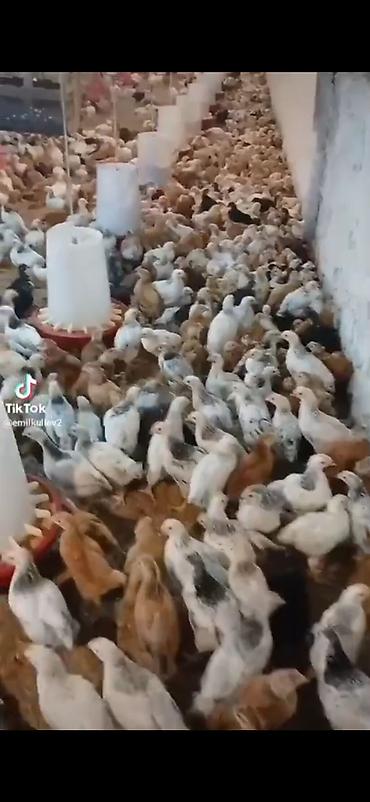 Quşlar: 50 günlük çolpalar satılır 5.50 çatıdirılma var — 1