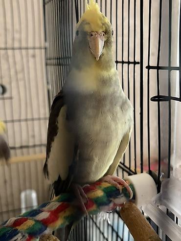 Tutuquşları: Korella tutuquşusu üçün yeni ev axtarılır 🐦 Təxminən 1 yaşındadır — 3