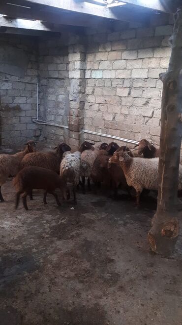 K/t heyvanları üçün mallar: Dişi, Qala, il: 1, Ətlik, Ünvandan götürmə