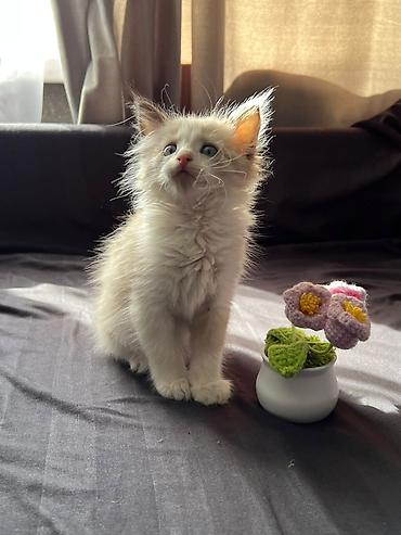купить кошку ош: Кошка даром: Сиамская, 1 месяц, Девочка, Приучена к лотку, Проглистована — 3