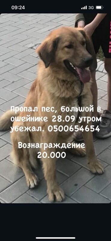 ищу потерянные документы: Вознаграждение 20.000 сом !28.09 в 5 утра- Потерялся в районе жукеево