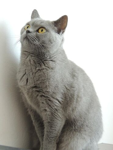 британская прямоухая кошка: Продаем кошку породы Британская короткошёрстная возраст 8 месяцев дата