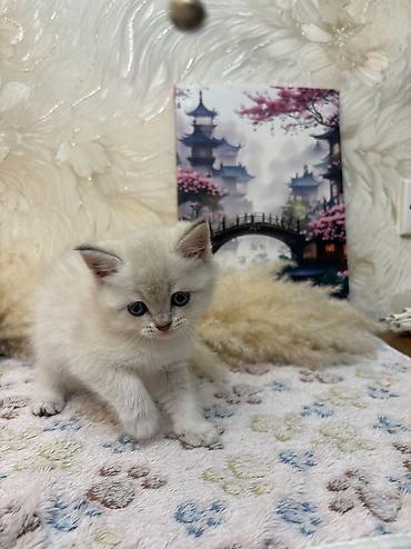 heyvan yuvasi: Şinşilla, Dişi, Ünvandan götürmə — 3