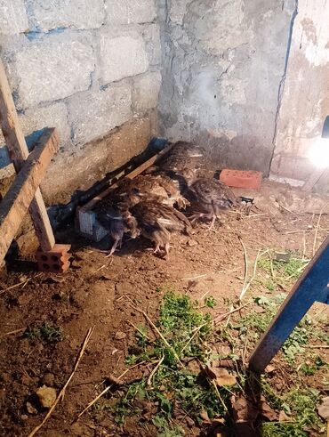 Cücələr: Hinduşka cücələri, Damazlıq — 9