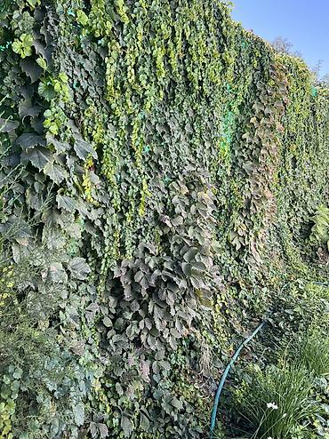 вьющие цветы: Виноград 'Вичи'. 🌿 Виноград Вичи с готовыми корнями! Идеальное время — 6