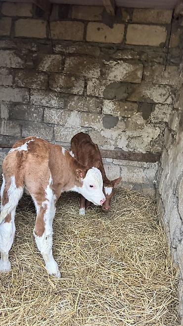 brama satisi: İki baş erkək simmental buzovlar satılır. Yalnız və yalnız real — 2
