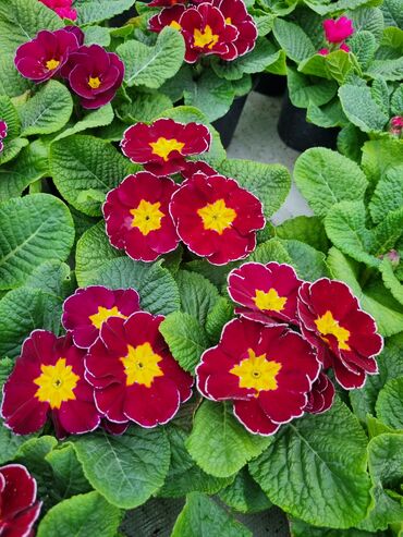 Otaq bitkiləri: 1Gullerin satişi unvanniza odenişli çatrlmada var karistan karpiz — 20