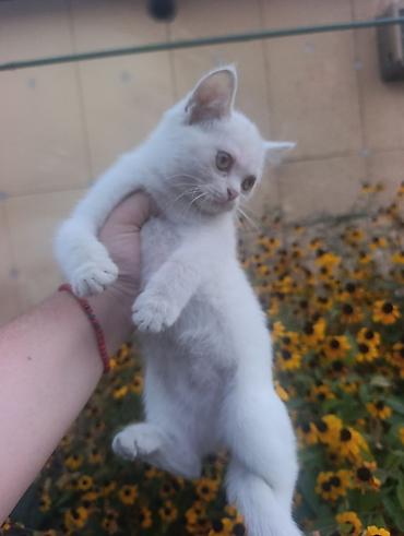 белый кошка: Котята от породистой кошки - 2 девочки - Окрас котят: белый; у — 2