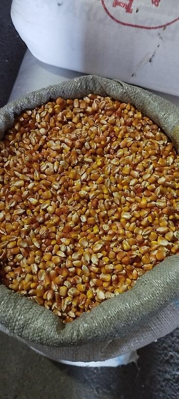 жугори: Продаю рушенную кукурузу. Чыгарылган жугору сатылат. Стекляшка унга — 3
