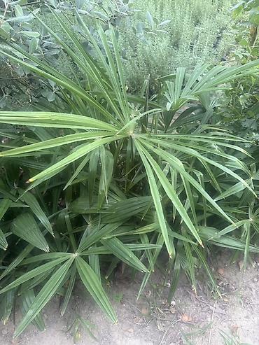diffenbaxiya bitkisi haqqında: Dekorativ palma kolları – Rhapis excelsa (Lady Palm) - Bitki tipi — 2