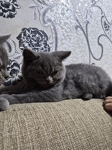 Pişiklər: Şotland, Erkək, Ünvandan götürmə — 5