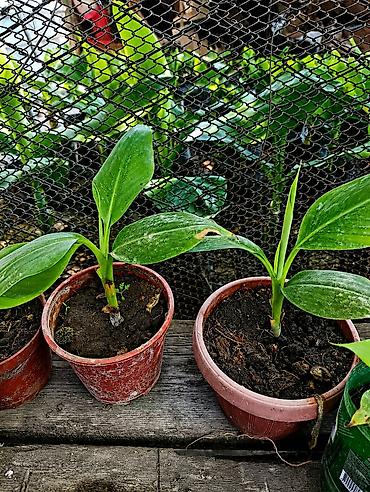 монстера манки: Продаю бананы ПЛОДОВЫЕ, сорт: Acuminata. Плодятся на второй год — 9