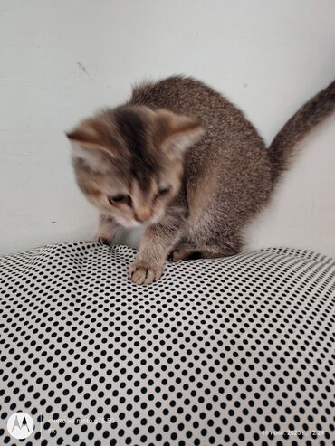 Pişiklər: Britan, Erkək, Yaxşı əllərə, Ünvandan götürmə — 6