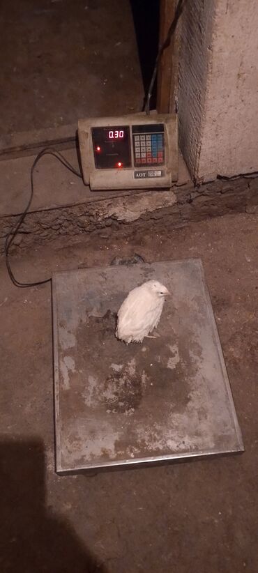 Куры, петухи: Продаю | Инкубационные яйца | Для разведения — 10