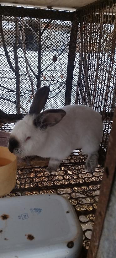 Кролики: Продаю | Кролик самец, Крольчиха (самка) — 5