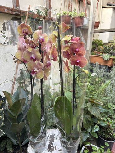 Otaq bitkiləri: Vatsapp mövcuddur!. Çatdırılma metrolara, Şamaxinkaya mövcuddur və -da lalafo.az — 8 Otaq bitkiləri: Vatsapp mövcuddur!. Çatdırılma metrolara, Şamaxinkaya mövcuddur və — 8