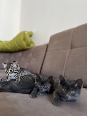 сибирские коты: Шотландские висхоухие котята