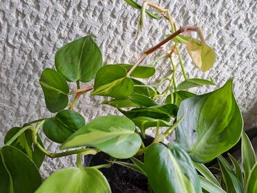 Ostale kućne biljke: Palma Phoenix, semena, pakovanje 5 komada sa prve slike je 600 dinara na lalafo.rs — 3 Ostale kućne biljke: Palma Phoenix, semena, pakovanje 5 komada sa prve slike je 600 dinara — 3