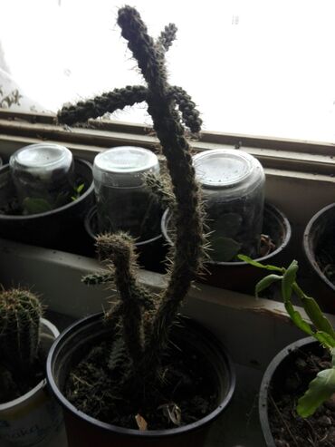 Sobne biljke: Kaktus