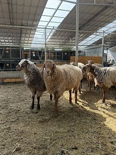 Баран, овца: Продаю | Баран (самец) | Арашан | На забой — 6