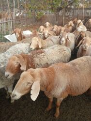 сколько стоит кролик домашний: Сатам | Ургаачы кой (ургаачы) | Гиссар, Аргын, Арашан | Көбөйтүү үчүн | Ургаачы