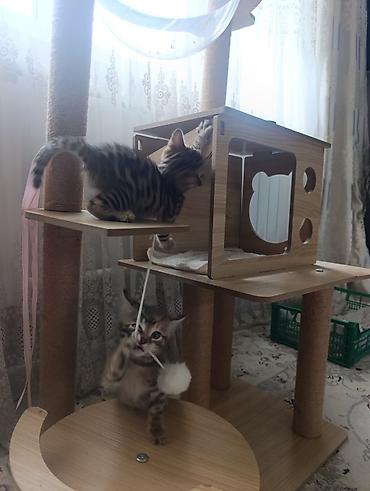 green lion: Котята бенгальской породы 2 месяца — 4