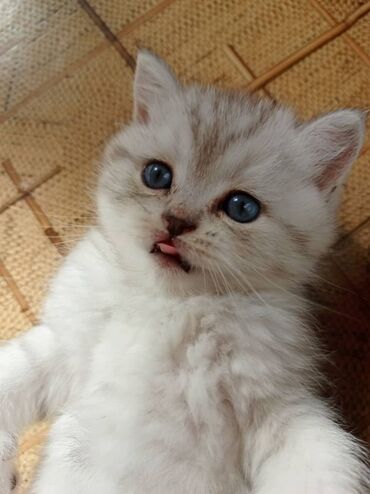 ангорские котята: Продаются шотландские котята в окрасе серебристая шиншилла. Очень