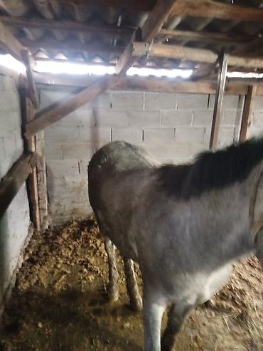 Другие с/х животные: Лошадь (серой масти) и телёнок (чёрной масти) - Лошадь: молодая — 3