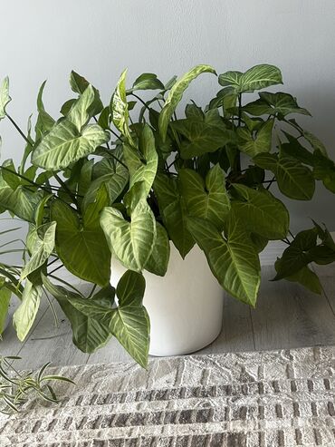 Другие комнатные растения: Сингониум. Очень пушистый